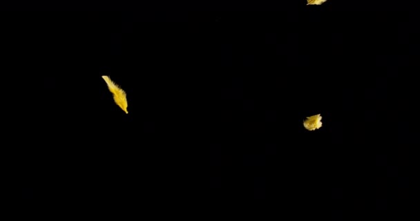 검은 배경 위에 떠 있는 독특 한 색깔의 깃털 — 비디오