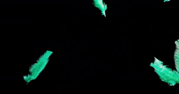 黒い背景に浮かぶ孤立した色の羽 — ストック動画