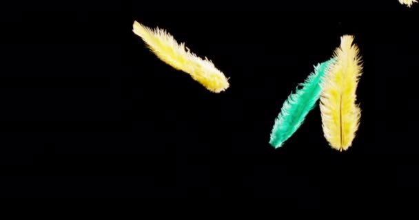 Ізольоване кольорове перо, що плаває на чорному тлі — стокове відео