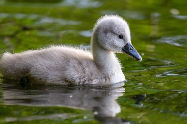 Güzel genç Sessiz Kuğu (Cygnus rengi) nehrinde, Marlow, İngiltere Cygnet