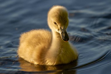 Güzel genç Sessiz Kuğu (Cygnus rengi) nehrinde, Marlow, İngiltere Cygnet