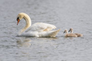 Güzel genç Sessiz Kuğu (Cygnus rengi) nehrinde, Marlow, İngiltere Cygnet