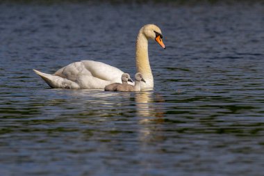 Güzel genç Sessiz Kuğu (Cygnus rengi) nehrinde, Marlow, İngiltere Cygnet