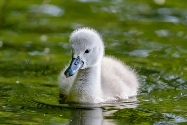 Güzel genç Sessiz Kuğu (Cygnus rengi) nehrinde, Marlow, İngiltere Cygnet
