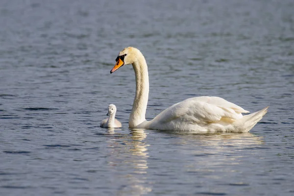 Güzel genç Sessiz Kuğu (Cygnus rengi) nehrinde, Marlow, İngiltere Cygnet