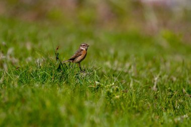 Cornwall, İngiltere'de Coastpath üzerinde güzel Stonechat (saxicola rubicola)