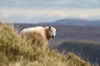Brecon Beacons, Galler, İngiltere'de kırsal Galli yamaca koyun