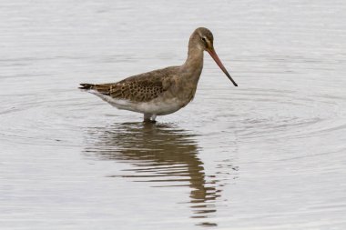 Siyah kuyruklu gölde, Gloucestershire, İngiltere'de gölet ve göllerde çulluğu (Limosa limosa)