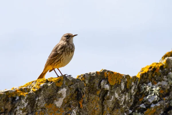 Avrasya kaya incir kuşu (Anthus petrosus) Cornwall, İngiltere'de buzlu
