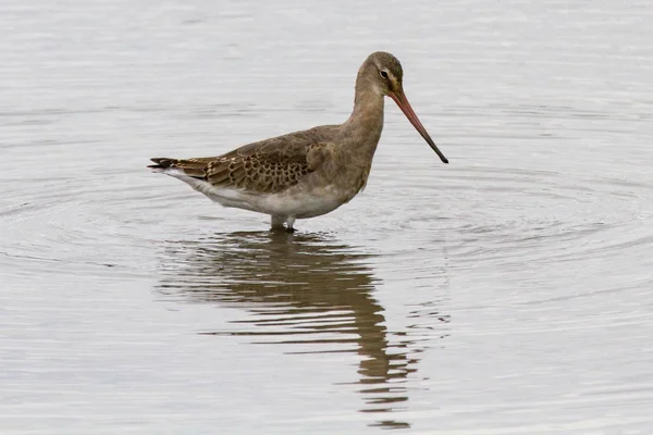 Tourterelle Queue Noire Limosa Limosa Pataugeant Sur Lac Gloucestershire Royaume — Photo