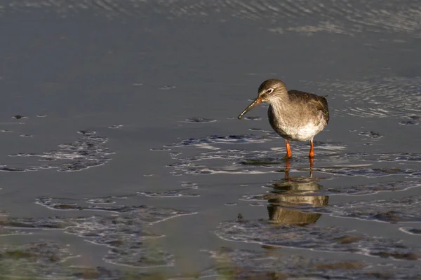 Redshank Tringa Totanus Nella Piscina Fangosa Del Lago Gloucestershire Regno — Foto Stock