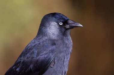 Küçük karga (Corvus monedula) portre baş, Gloucestershire, İngiltere