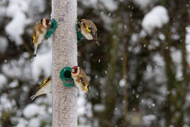Goldfinches (Carduelis carduelis) on feeder in winter snow, Untied Kingdom clipart