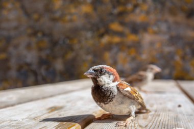 Ev serçesi (Passer domesticus), Galler, İngiltere'de geniş açı çekim kadar kapatın