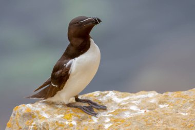 Razorbill (edilmiştir torda) tünemiş Pembrokeshire uçurum çıkıntı, Galler, Birleşik Krallık