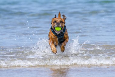 Getirme bir sahil kumlu plaj, Pembrokeshire, İngiltere'de oynayan mutlu köpek