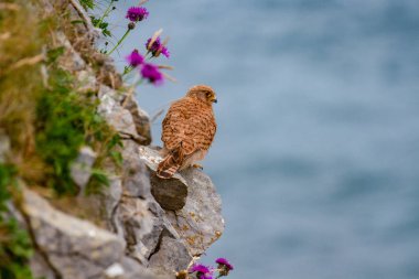 Eurasian Kestrel (Falco tinnunculus) on Pembrokeshire Cliff, Wales, UK clipart