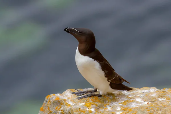 Razorbill Alca Torda Arroccato Sul Pembrokeshire Cliff Ledge Galles Regno — Foto Stock