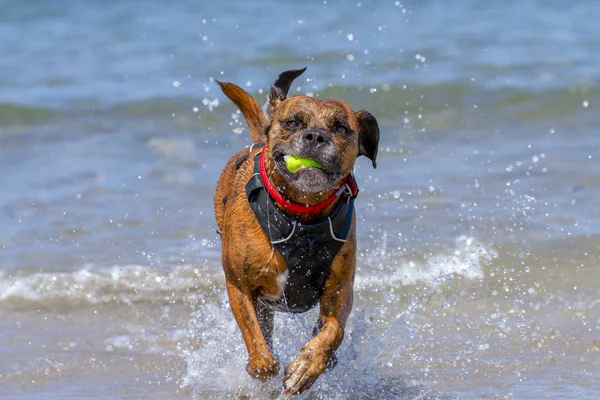 Happy Dog Jogar Buscar Uma Praia Areia Beira Mar Pembrokeshire — Fotografia de Stock