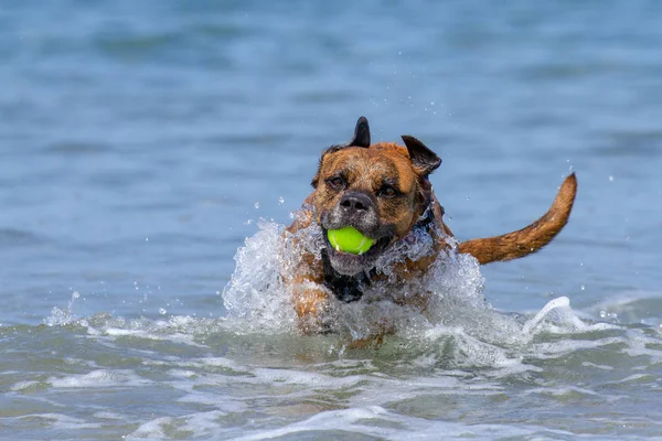 Happy Dog Jogar Buscar Uma Praia Areia Beira Mar Pembrokeshire — Fotografia de Stock