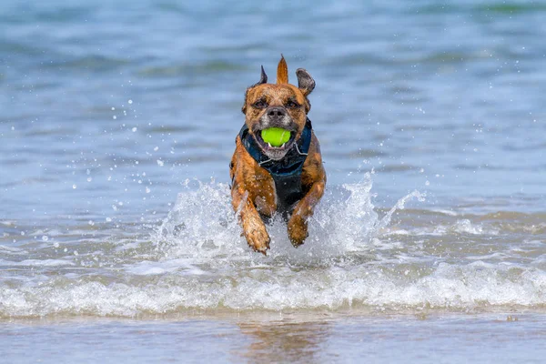 Getirme bir sahil kumlu plaj, Pembrokeshire, İngiltere'de oynayan mutlu köpek