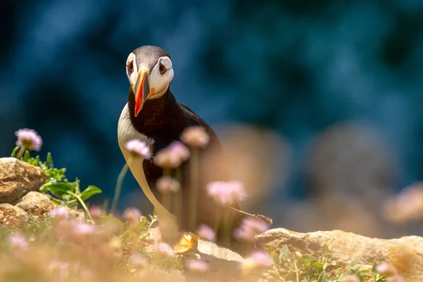 Puffin Frantercula Arctica Posazený Vrcholu Útesu Hlavu Stackpole Pembrokeshire Wales — Stock fotografie