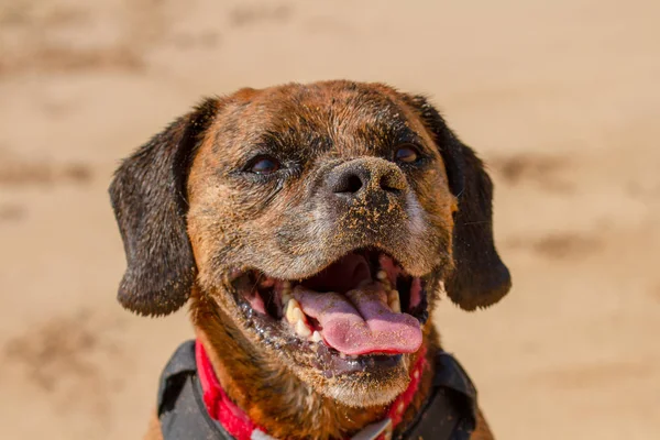 Щасливий Собака Грати Вибірки Приморському Піщані Пляжі Пембрукшир Великобританія — стокове фото