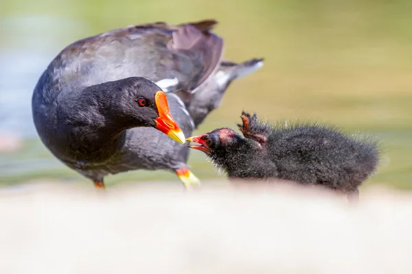 Giovane Moorhen Con Genitore Gallinula Chloropus Sole Estivo Gloucestershire Regno — Foto Stock