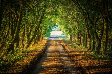 Akşam ışığı güzel tarım arazileri iz İngiliz kırsalında, Oxfordshire, İngiltere'de düşüyor