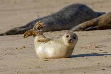 Seal pup on the beach as part of the seal colony at Horsey, Norfolk, UK clipart