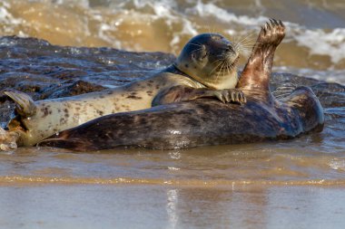 Seals at the Seal Colony on the beach at Horsey, Norfolk, UK clipart