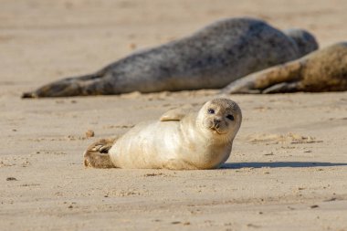 Seal pup on the beach as part of the seal colony at Horsey, Norfolk, UK clipart