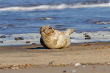 Seal pup on the beach as part of the seal colony at Horsey, Norfolk, UK clipart
