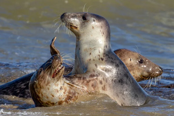 Sellos Colonia Seal Playa Horsey Norfolk Reino Unido — Foto de Stock