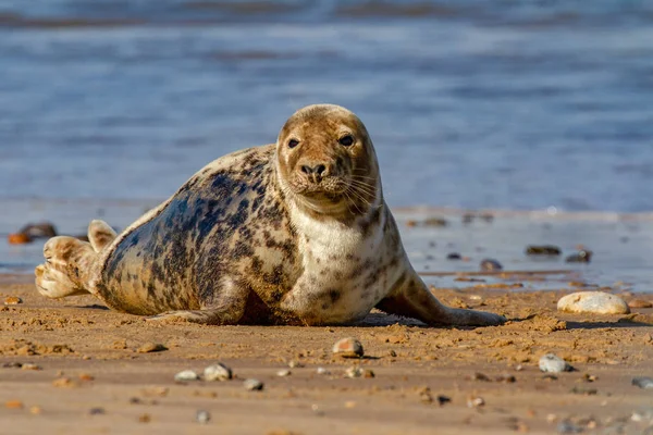 Seals Seal Colony Sulla Spiaggia Horsey Norfolk Regno Unito — Foto Stock
