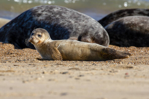 Seals at the Seal Colony on the beach at Horsey, Norfolk, UK