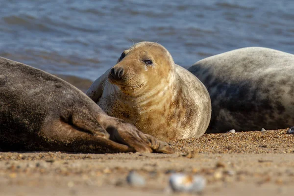 Sellos Colonia Seal Playa Horsey Norfolk Reino Unido — Foto de Stock