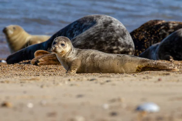 Sellos Colonia Seal Playa Horsey Norfolk Reino Unido — Foto de Stock