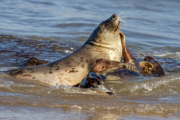 Seals Seal Colony Sulla Spiaggia Horsey Norfolk Regno Unito — Foto Stock