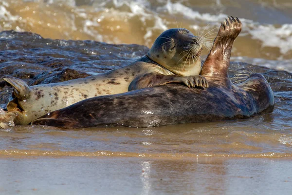 Sellos Colonia Seal Playa Horsey Norfolk Reino Unido — Foto de Stock