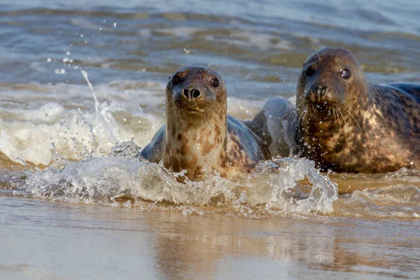 Sellos Colonia Seal Playa Horsey Norfolk Reino Unido — Foto de Stock