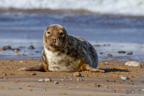 Seals Seal Colony Sulla Spiaggia Horsey Norfolk Regno Unito — Foto Stock