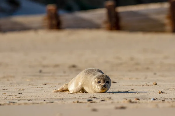 Seal Pup Beach Part Seal Colony Horsey Norfolk — Stock Photo, Image
