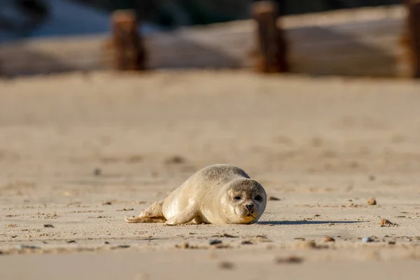 Cucciolo Foca Sulla Spiaggia Come Parte Della Colonia Foche Horsey — Foto Stock