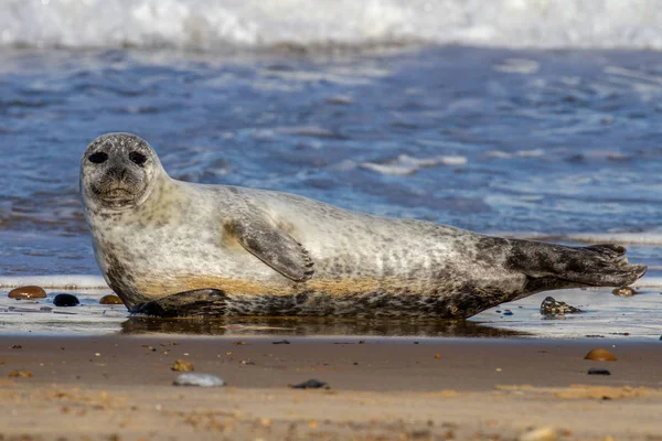 Sellos Colonia Seal Playa Horsey Norfolk Reino Unido — Foto de Stock