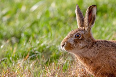 Avrupa Brown Hare (Lepus europaeus) yaz tarım arazisi ayarı