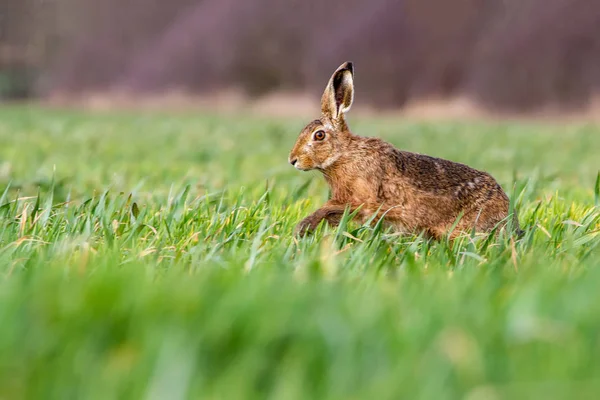 Европейский бурый заяц (Lepus feleus) в условиях летней фермы — стоковое фото