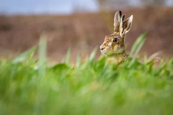 Avrupa Brown Hare (Lepus europaeus) yaz tarım arazisi ayarı — Stok fotoğraf