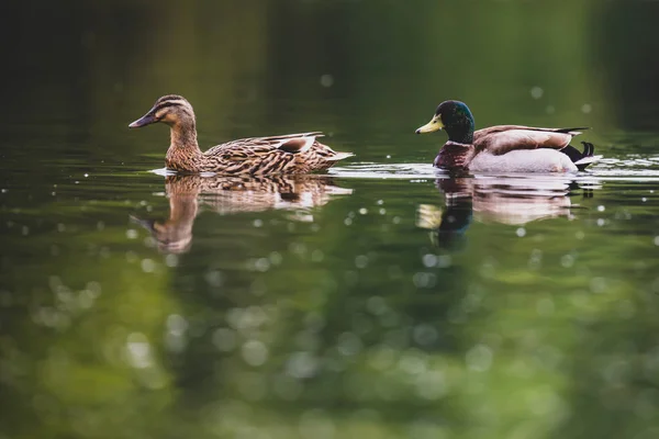 Paar mooie eend eenden (Anas platyrhynchos) op nog WA — Stockfoto