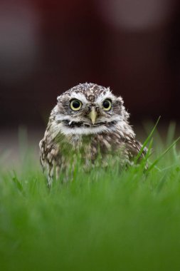 Tamamen doğal habitatta küçük baykuş (Athene Noctua)